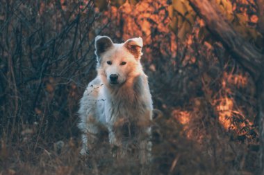 Sonbahar ormanındaki beyaz köpek. Ormanda altın yaprakların arasında bir köpeğin fotoğraf çekimi. Köpek portresi