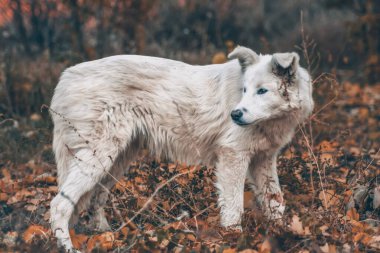 Sonbahar ormanındaki beyaz köpek. Ormanda altın yaprakların arasında bir köpeğin fotoğraf çekimi. Köpek portresi