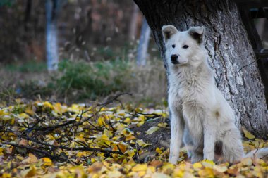 Sonbahar ormanındaki beyaz köpek. Ormanda altın yaprakların arasında bir köpeğin fotoğraf çekimi. Köpek portresi