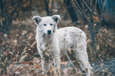 Sonbahar ormanındaki beyaz köpek. Ormanda altın yaprakların arasında bir köpeğin fotoğraf çekimi. Köpek portresi