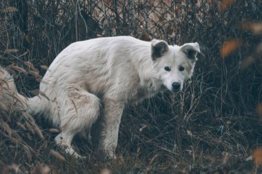 Sonbahar ormanındaki beyaz köpek. Ormanda altın yaprakların arasında bir köpeğin fotoğraf çekimi. Köpek portresi