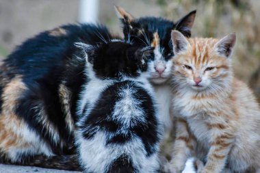 Kedi ailesi. Kedileriyle birlikte.