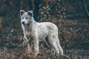Sonbahar ormanındaki beyaz köpek. Ormanda altın yaprakların arasında bir köpeğin fotoğraf çekimi. Köpek portresi