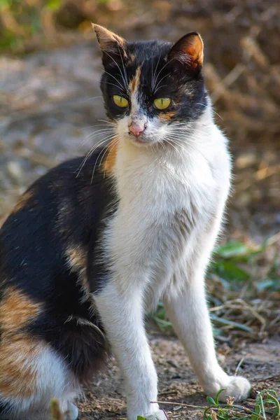 Retrato Belo Gato Gato Natureza — Fotografia de Stock
