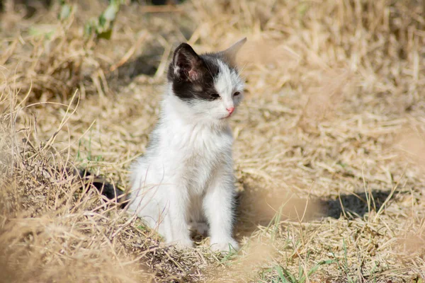 大自然中的小猫 猫的肖像 — 图库照片