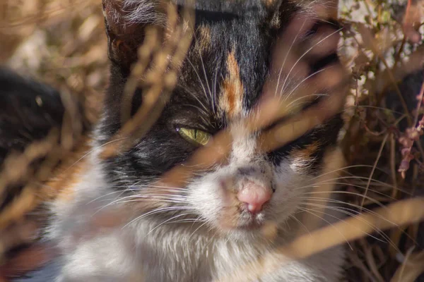 Retrato Belo Gato Gato Natureza — Fotografia de Stock