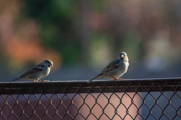 Zwei Spatzen Sitzen Auf Einem Rohr Vögel Der Natur — Stockfoto
