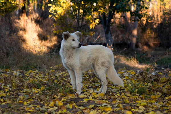 Sonbahar Ormanındaki Beyaz Köpek Ormanda Altın Yaprakların Arasında Bir Köpeğin — Stok fotoğraf