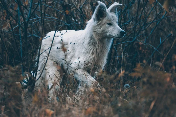 Белая Собака Осеннем Лесу Фотосессия Собаки Лесу Среди Золотых Листьев — стоковое фото