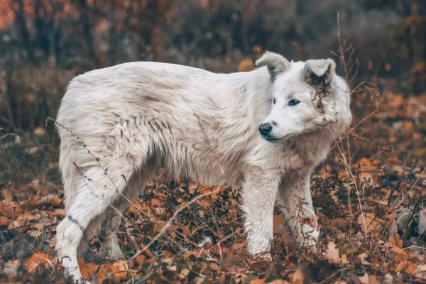 Белая Собака Осеннем Лесу Фотосессия Собаки Лесу Среди Золотых Листьев — стоковое фото