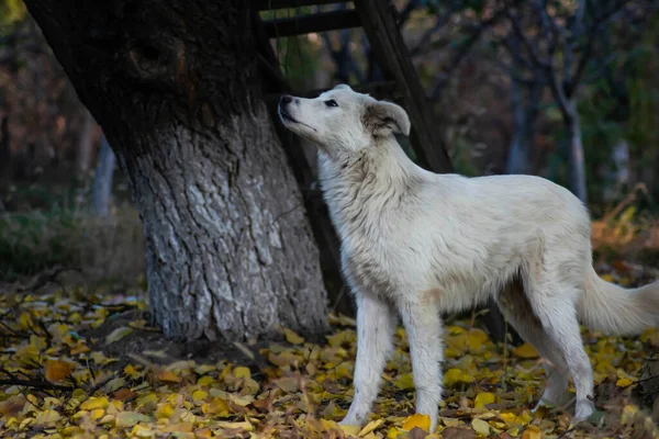 Cão Branco Floresta Outono Sessão Foto Cão Floresta Entre Folhas — Fotografia de Stock