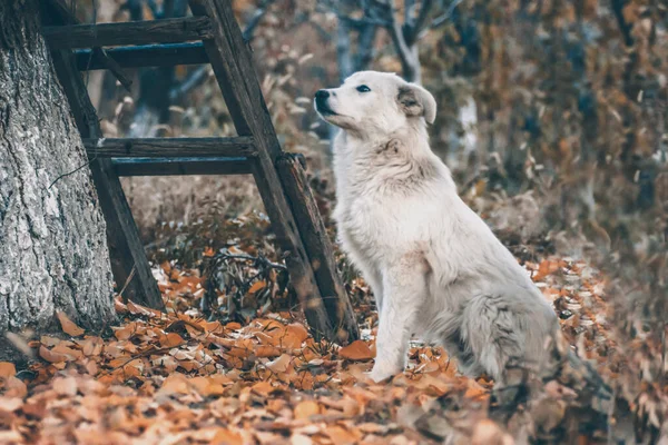 Λευκό Σκυλί Στο Φθινοπωρινό Δάσος Φωτογραφία Ενός Σκύλου Στο Δάσος — Φωτογραφία Αρχείου