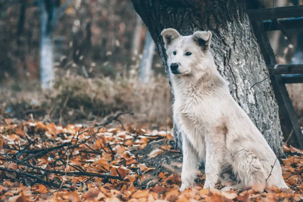 Bílý Pes Podzimním Lese Fotografii Psa Lese Mezi Zlatými Listy — Stock fotografie