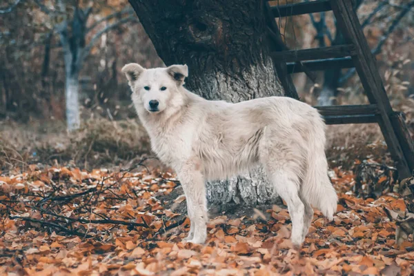 秋の森の中の白い犬 黄金の葉の間の森の中で犬の写真セッション 犬の肖像 — ストック写真