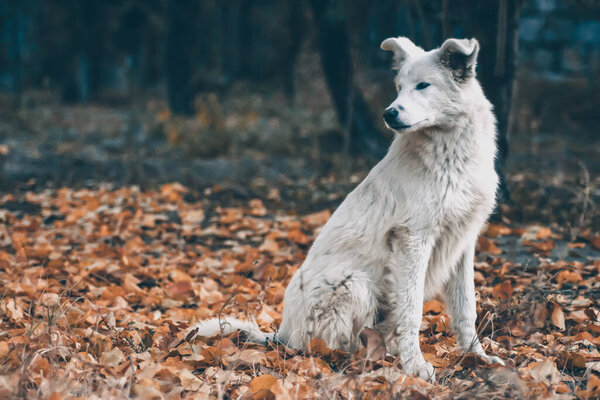 Белая собака в осеннем лесу. Фотосессия собаки в лесу среди золотых листьев. Портрет собаки