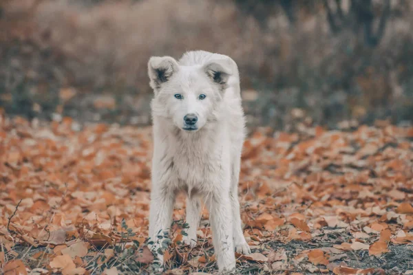 秋の森の中の白い犬 黄金の葉の間の森の中で犬の写真セッション 犬の肖像 — ストック写真