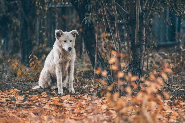 White dog in the autumn forest. Photo session of a dog in the forest among golden leaves. Dog portrait