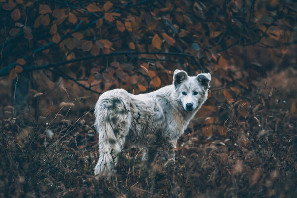 Белая собака в осеннем лесу. Фотосессия собаки в лесу среди золотых листьев. Портрет собаки