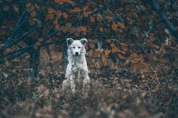 Белая Собака Осеннем Лесу Фотосессия Собаки Лесу Среди Золотых Листьев — стоковое фото