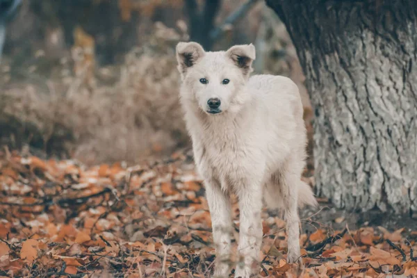 Biały Pies Jesiennym Lesie Sesja Zdjęciowa Psa Lesie Wśród Złotych — Zdjęcie stockowe