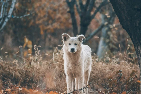Weißer Hund Herbstlichen Wald Fotosession Eines Hundes Wald Zwischen Goldenen — Stockfoto
