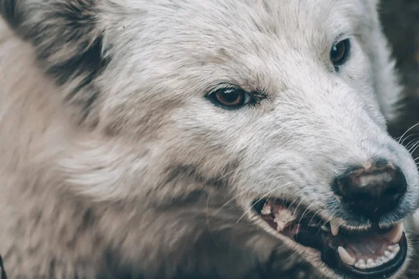 Злая Собака Показывает Зубы Белая Собака — стоковое фото