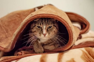 The cat looks out from under the blanket. A beautiful cat is watching