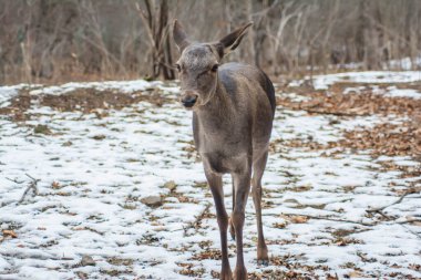 Deer in the forest. Lone deer in nature