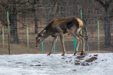 Deer in the reserve. Lone deer