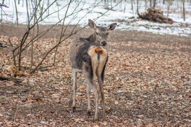 Deer in the forest. Lone deer in nature