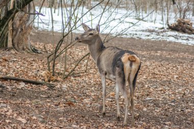 Deer in the forest. Lone deer in nature