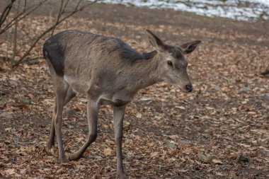 Deer in the forest. Lone deer in nature