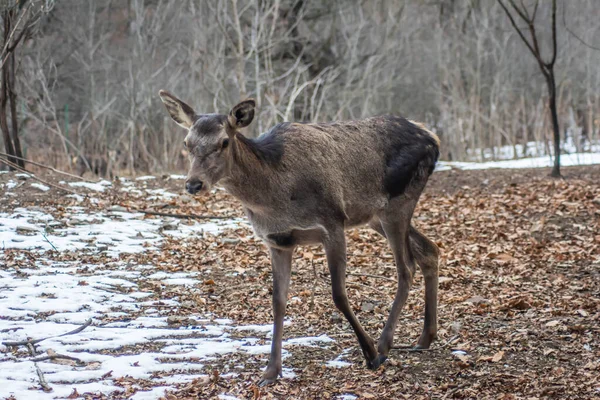 Deer in the forest. Lone deer in nature
