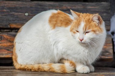 Portrait of a cat. Beautiful cat looks. The white cat is resting under the sun. A pet