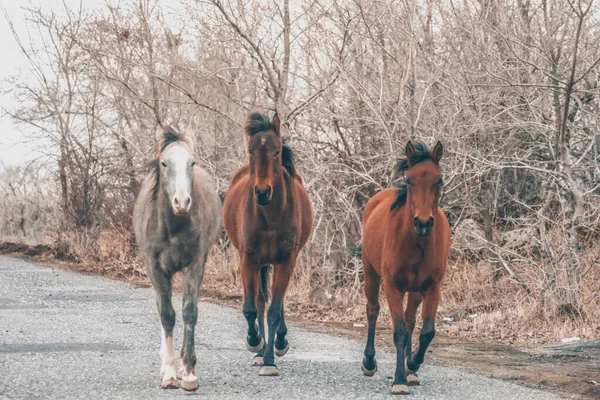 Cavalos Selva Belos Cavalos — Fotografia de Stock