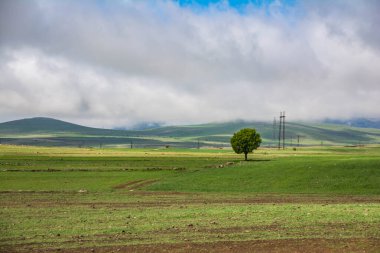 Yeşil tarlalar ve yalnız bir ağaç. Güzel manzara.