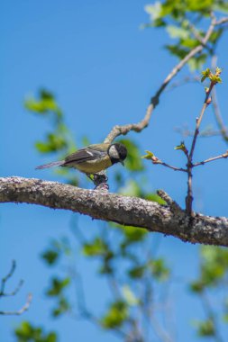 Bird on the tree. Green-backed Tit. Parus monticolus - Mesange montagnarde. Great Tit On A Twig