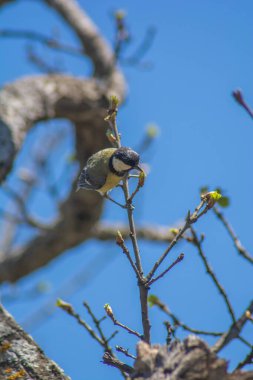 Bird on the tree. Green-backed Tit. Parus monticolus - Mesange montagnarde. Great Tit On A Twig