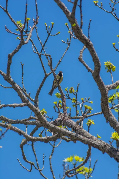 Bird Tree Green Backed Tit Parus Monticolus Mesange Montagnarde Great — Stock fotografie