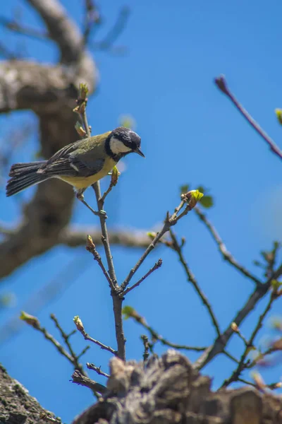 Bird Tree Green Backed Tit Parus Monticolus Mesange Montagnarde Great — Photo