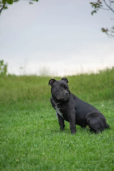 Perro Negro Sienta Hierba Staffordshire Terrier Toro — Foto de Stock