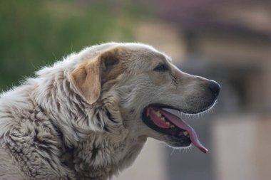 Güzel büyük köpek Alabai. Orta Asya çoban köpeği. Beyaz köpek bakıyor