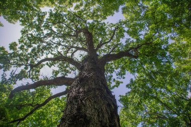 Parktaki ağaç. Ormandaki yeşil ağaç. Yoğun orman