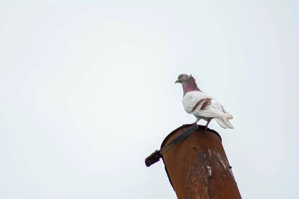 Doğadaki Güzel Güvercinler Evcil Güvercinler — Stok fotoğraf