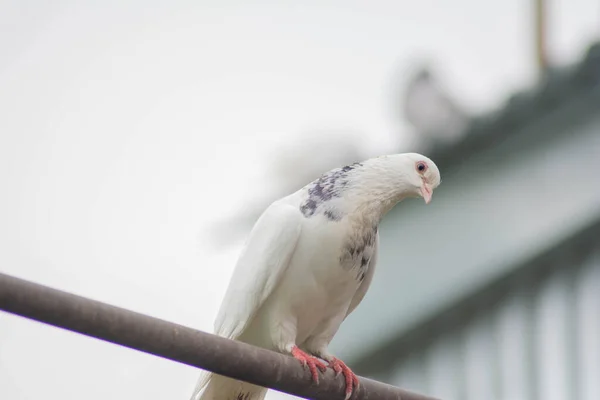 Doğadaki Güzel Güvercinler Evcil Güvercinler — Stok fotoğraf