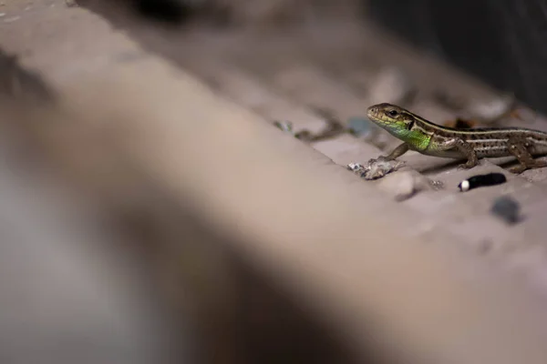 Ящерица Зеленого Оттенка Обыкновенная Ящерица Красивыми Узорами — стоковое фото