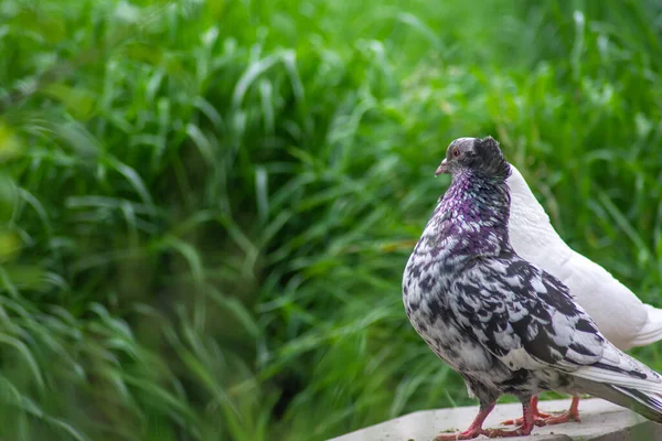 Belles Colombes Dans Nature Pigeons Domestiques — Photo