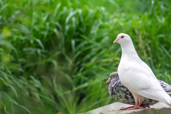 Belles Colombes Dans Nature Pigeons Domestiques — Photo