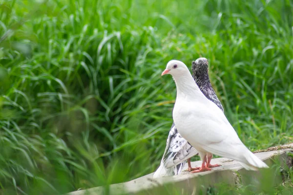 Beautiful Doves Nature Domestic Pigeons — Stock Photo, Image