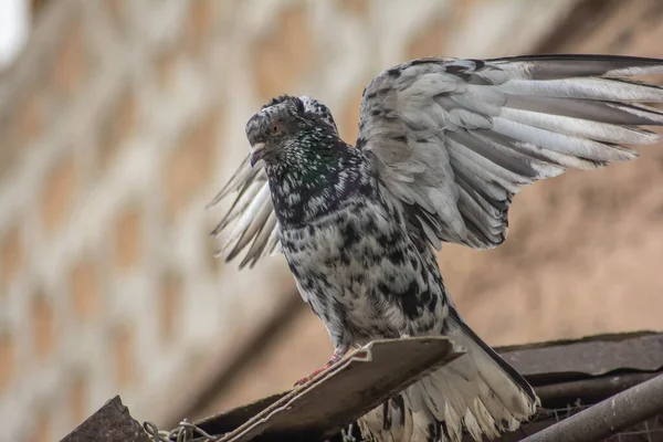 Die Taube Breitete Ihre Flügel Aus Taube Mit Schönem Muster — Stockfoto